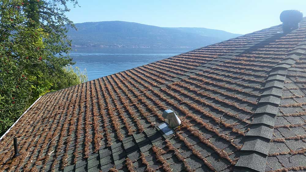 professional moss algae removal from roof shingles