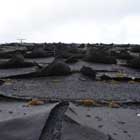 shingle warranty information